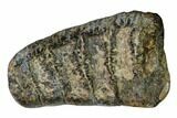 Fossil Baby Stegodon Molar - Indonesia #148074-1
